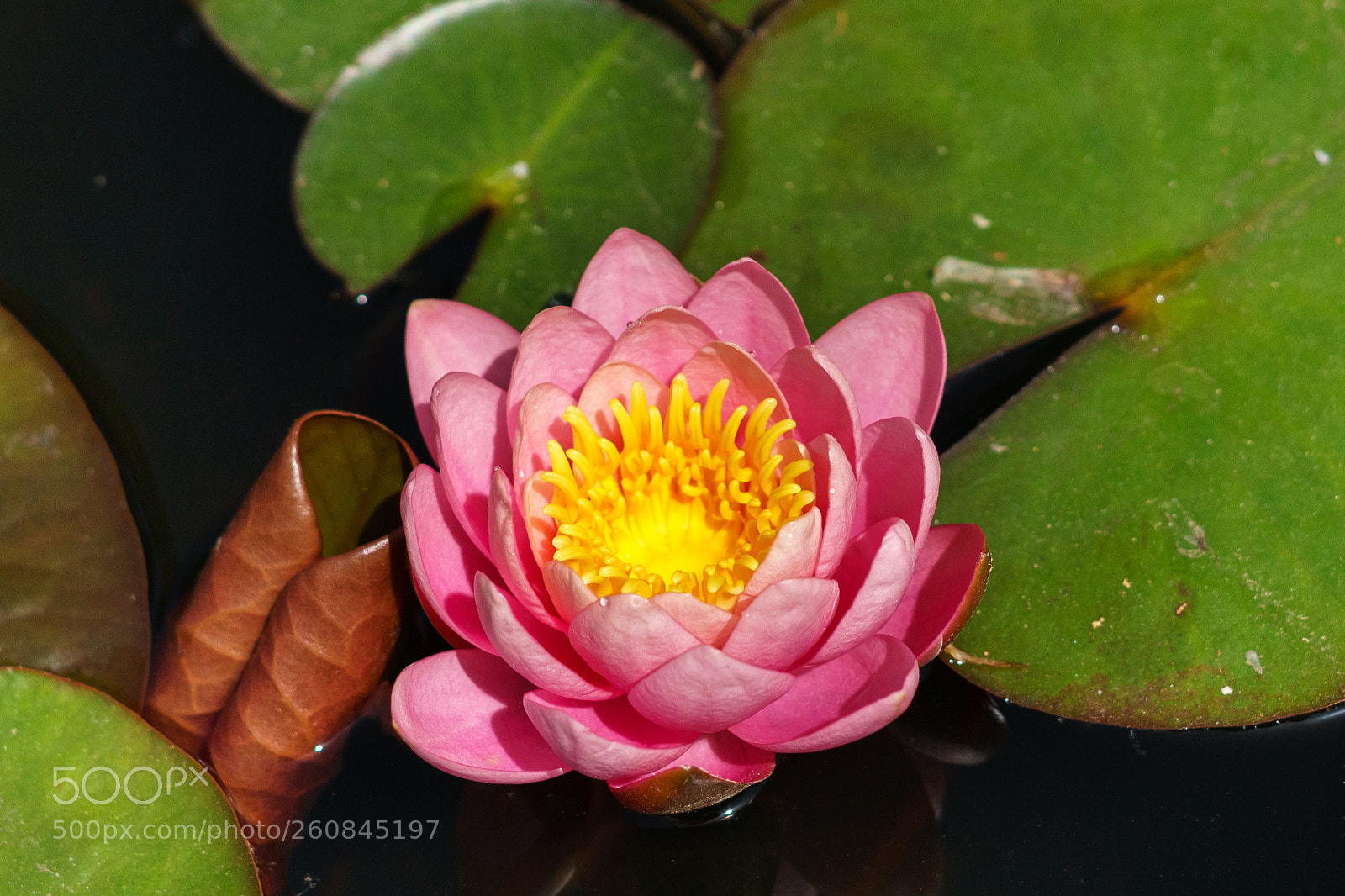 Sony a7 II sample photo. Dsc photography