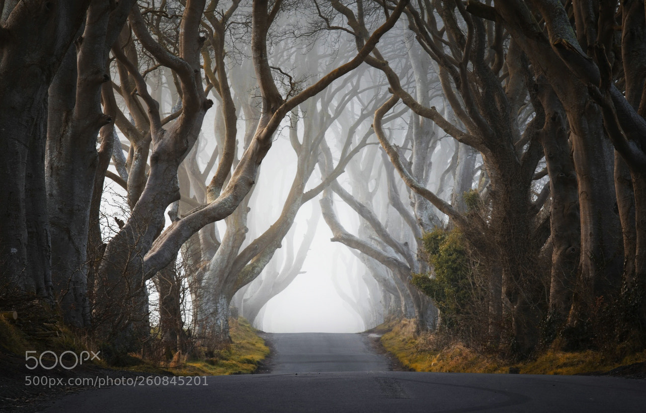 Canon EOS 6D sample photo. Mystical road photography