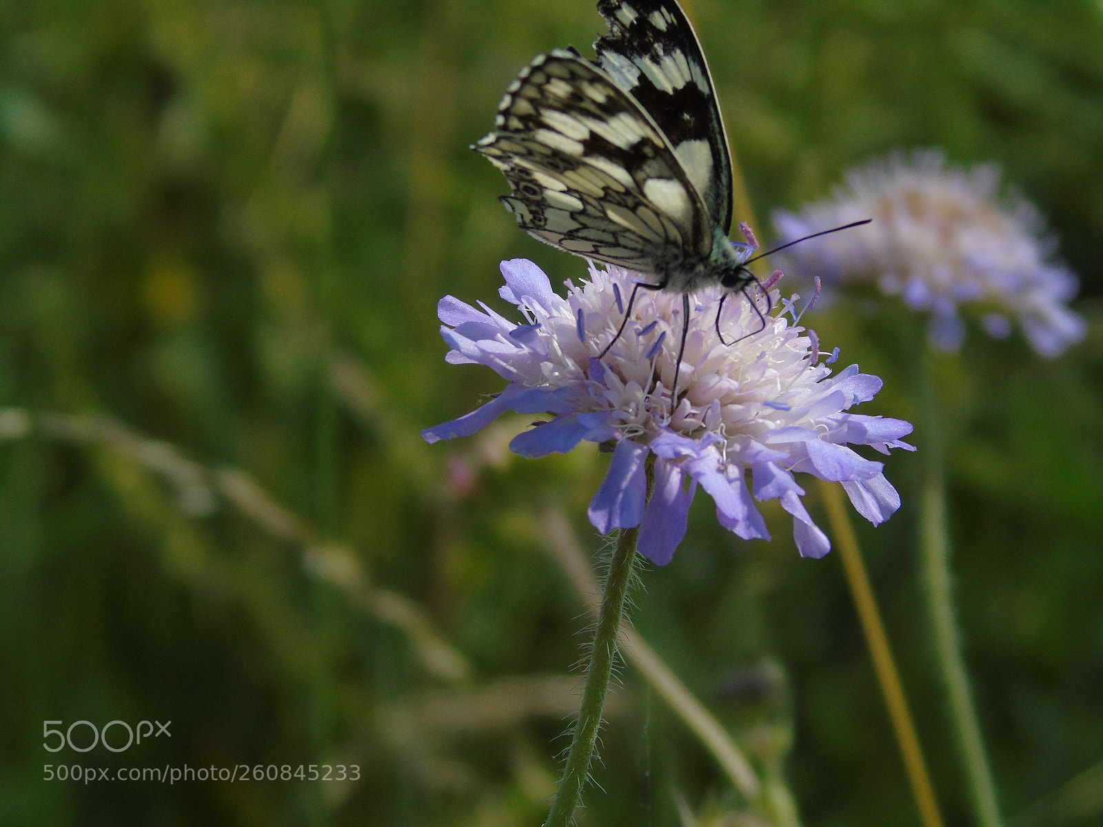 Sony Cyber-shot DSC-H400 sample photo. +++ photography