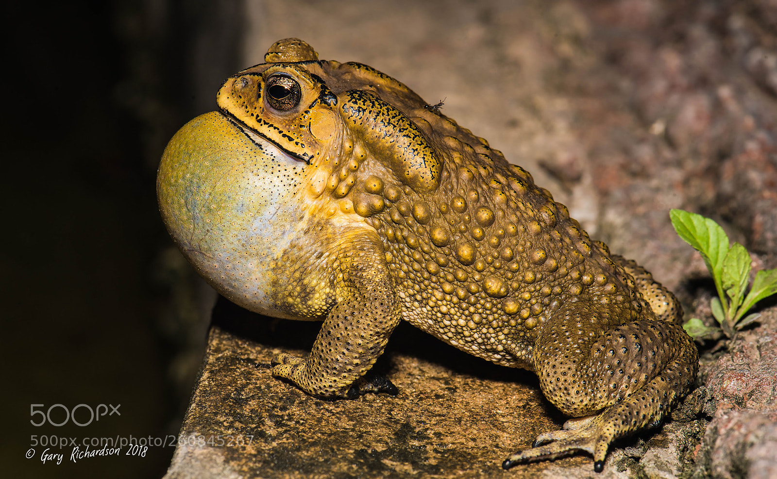 Nikon D810 sample photo. Asian common toad photography