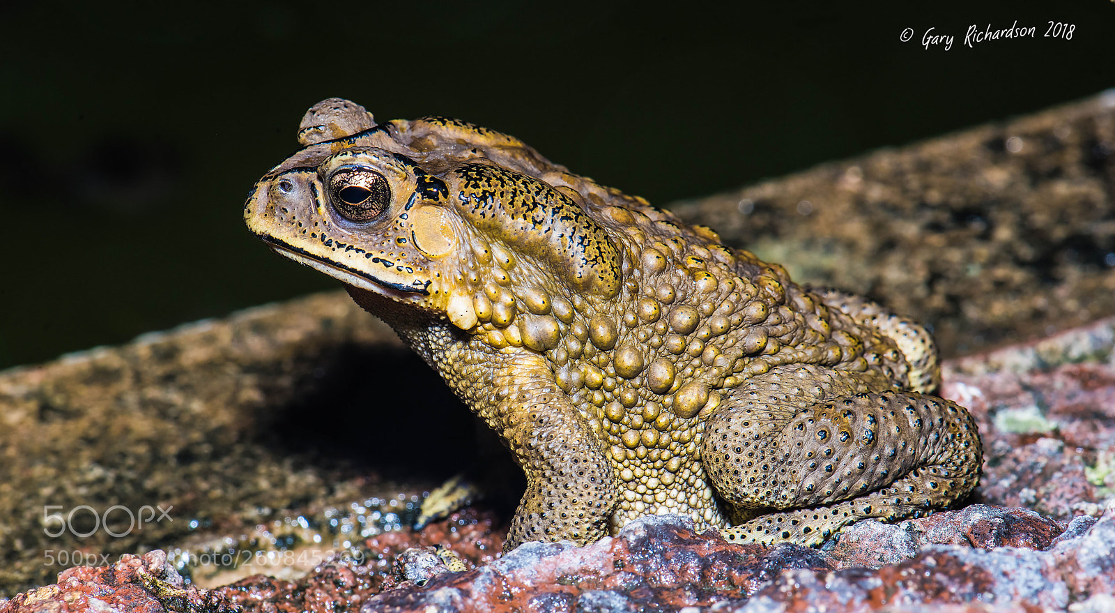 Nikon D810 sample photo. Asian common toad photography
