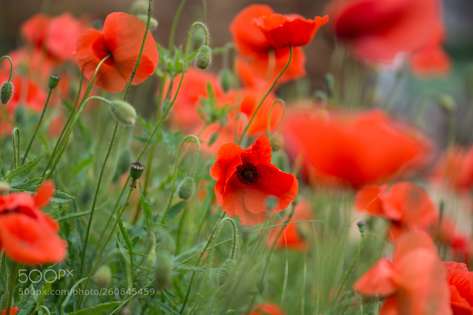 Nikon D7100 sample photo. Blurs and poppies photography