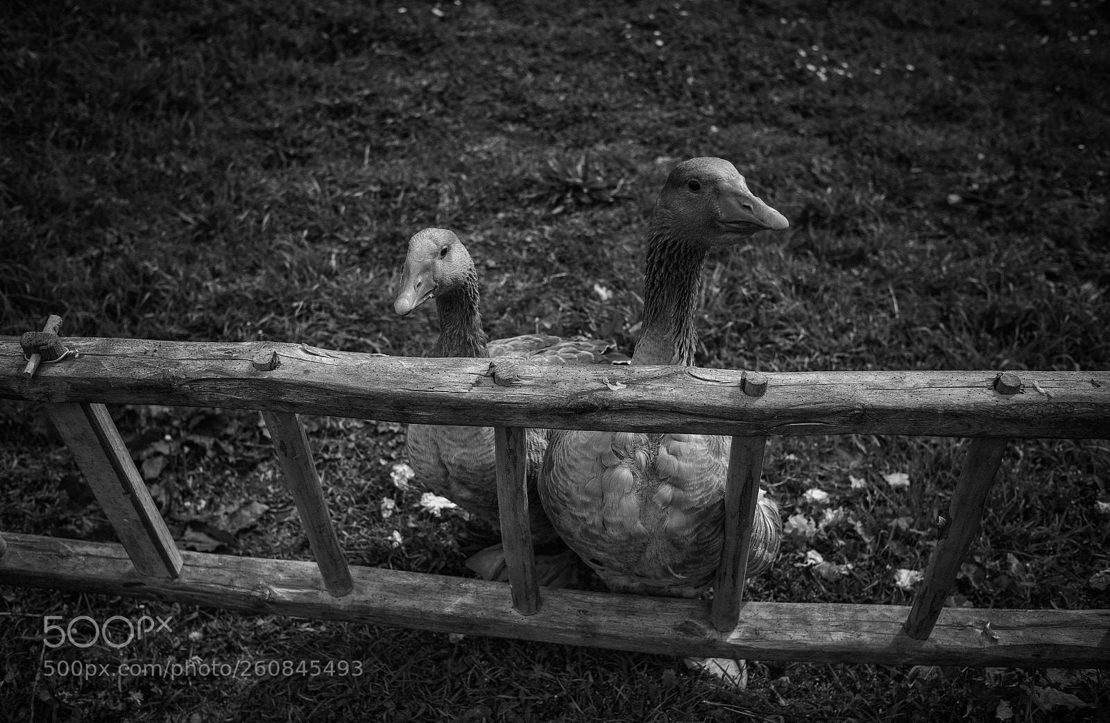 Nikon D810 sample photo. Ocas dogs photography