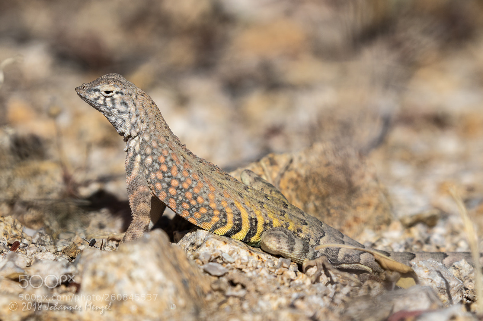 Canon EOS 7D Mark II sample photo. Colorful lizard photography