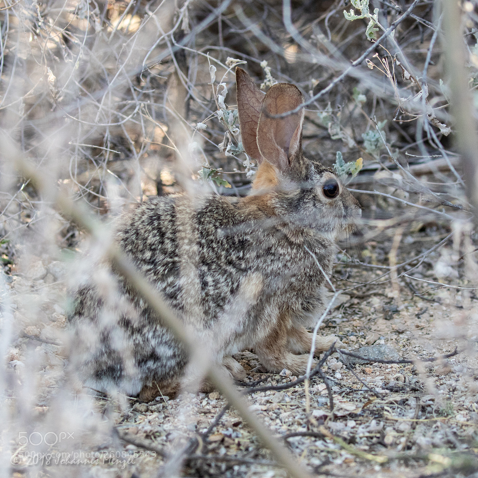 Canon EOS 7D Mark II sample photo. (almost) perfect disguise photography