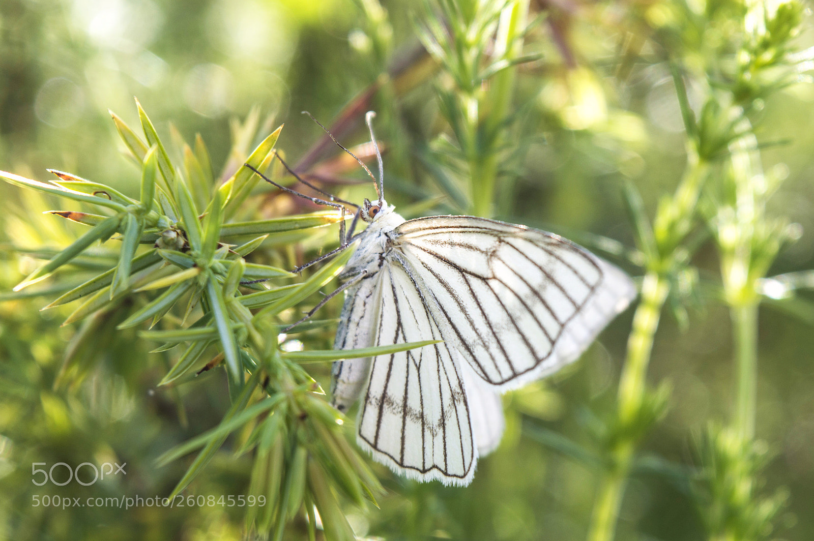 Nikon D3200 sample photo. * photography