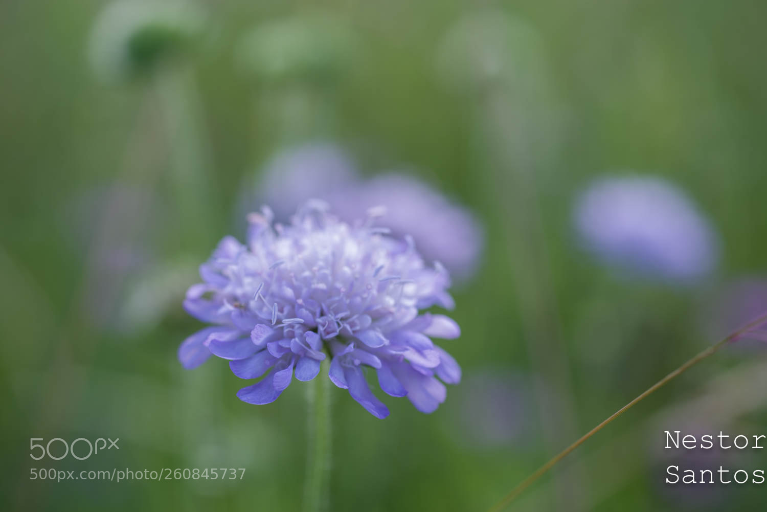 Pentax K-1 sample photo. Blue natur color photography