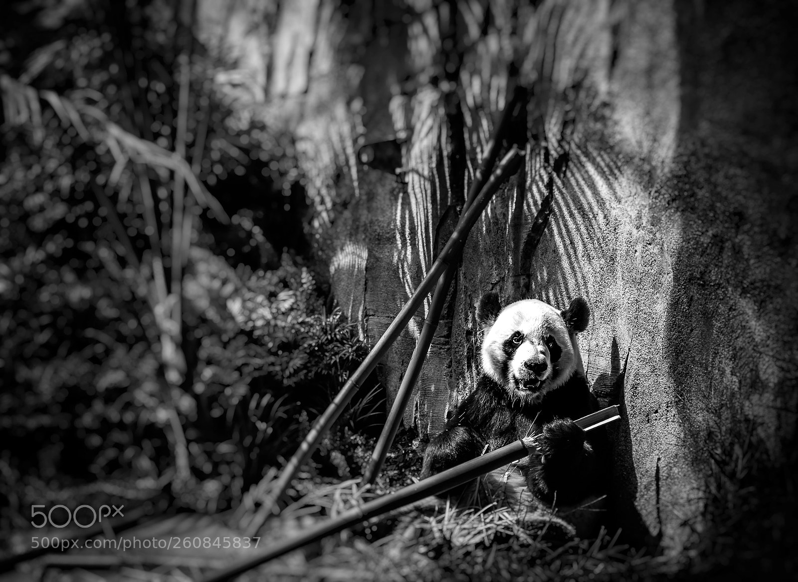 Nikon D3200 sample photo. Panda photography
