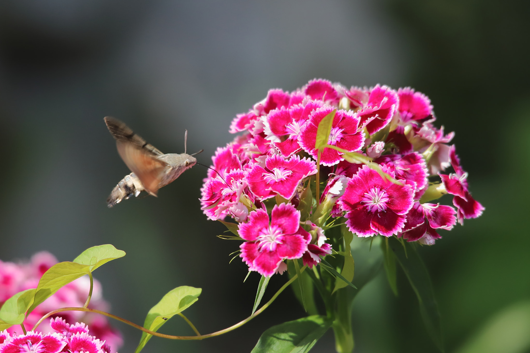 Canon EOS 6D Mark II sample photo