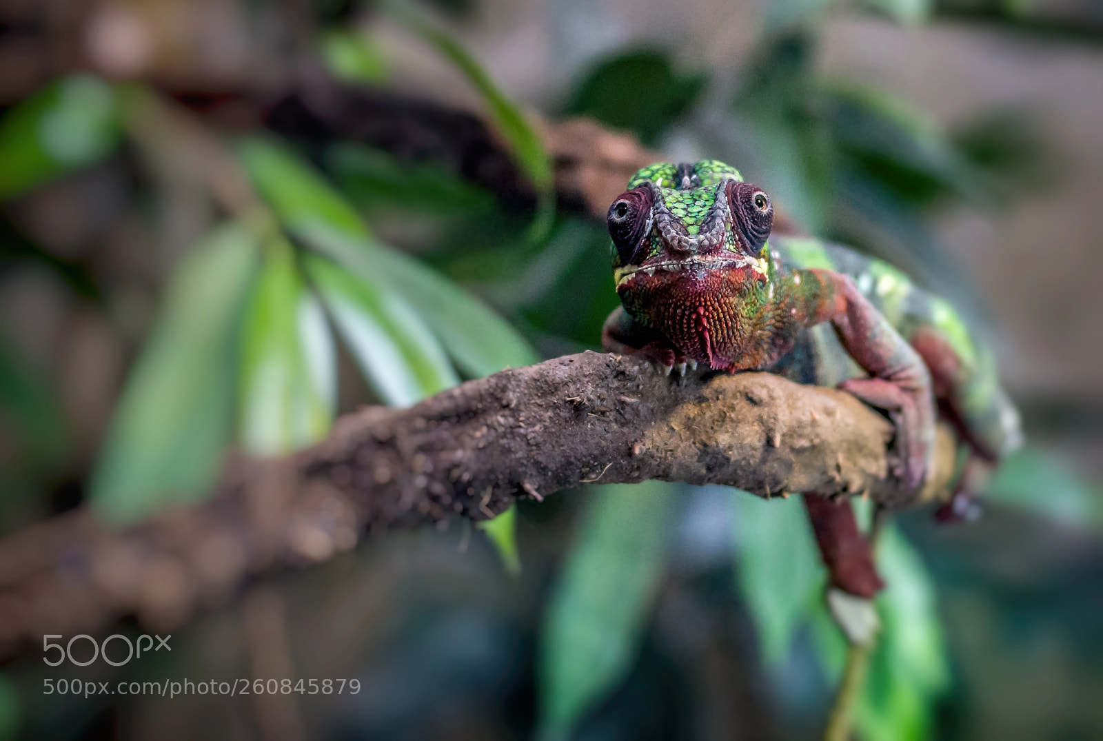 Nikon D3200 sample photo. Zoo photography