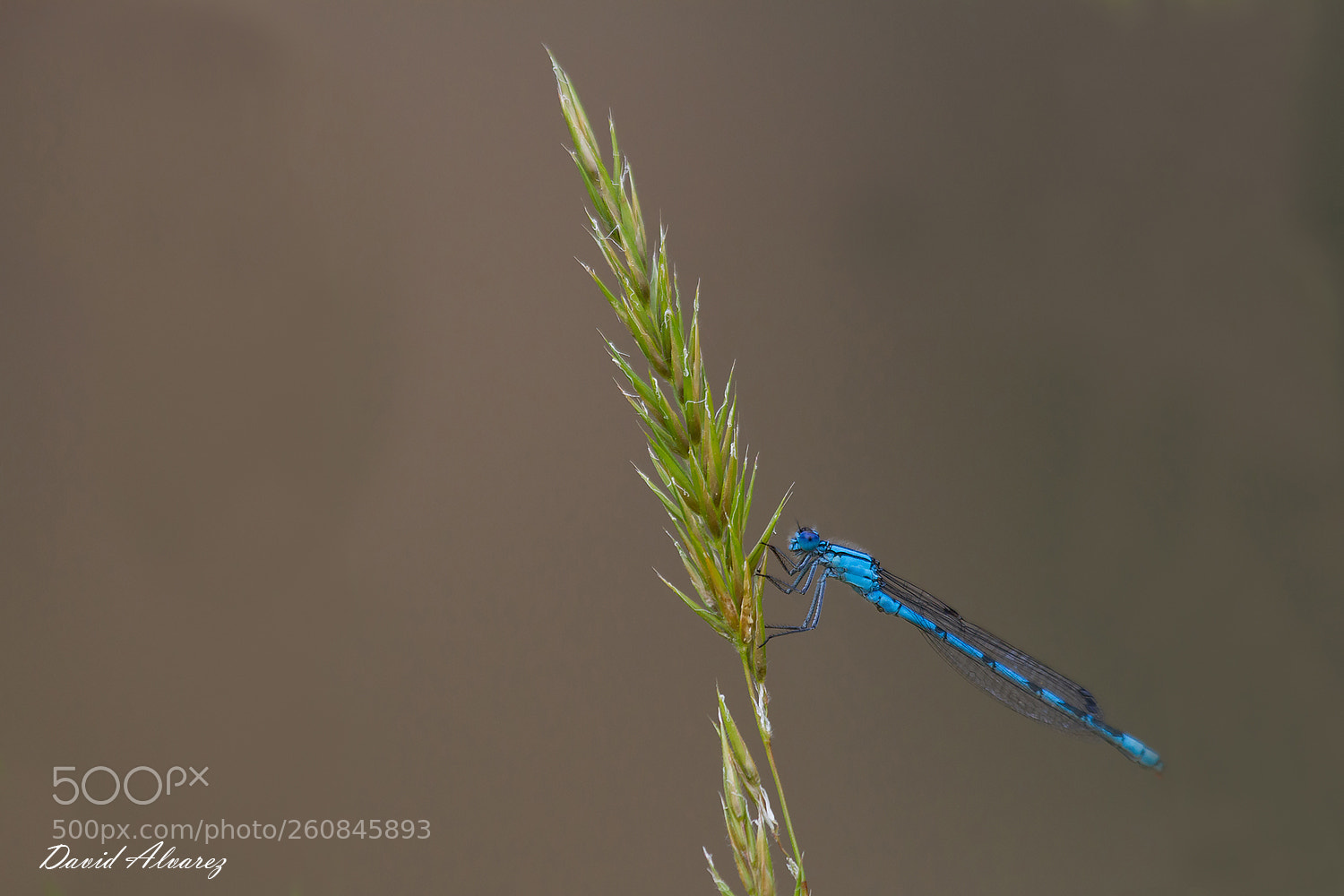 Canon EOS 7D sample photo. Blue damsefly photography