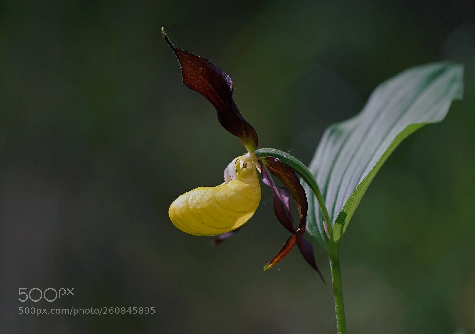 Sony a7R II sample photo. Lady's slipper photography