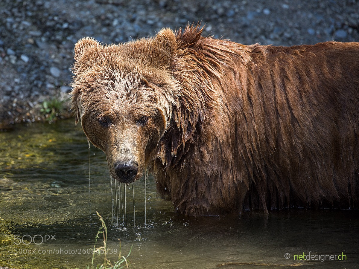 Canon EOS 5D Mark IV sample photo. Bear photography