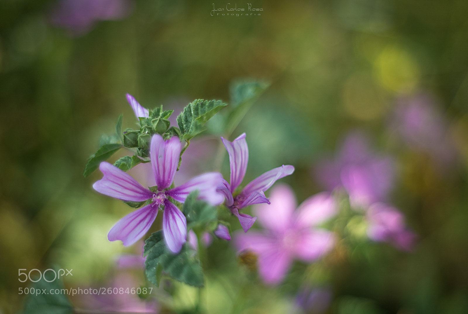 Nikon D610 sample photo. Primavera. photography