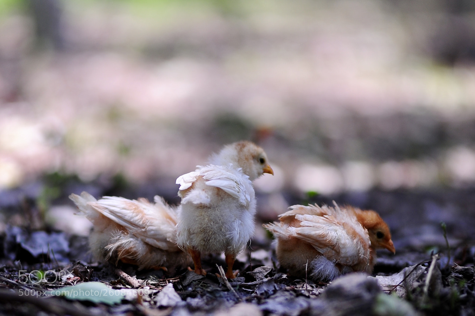 Nikon D700 sample photo. Untitled photography