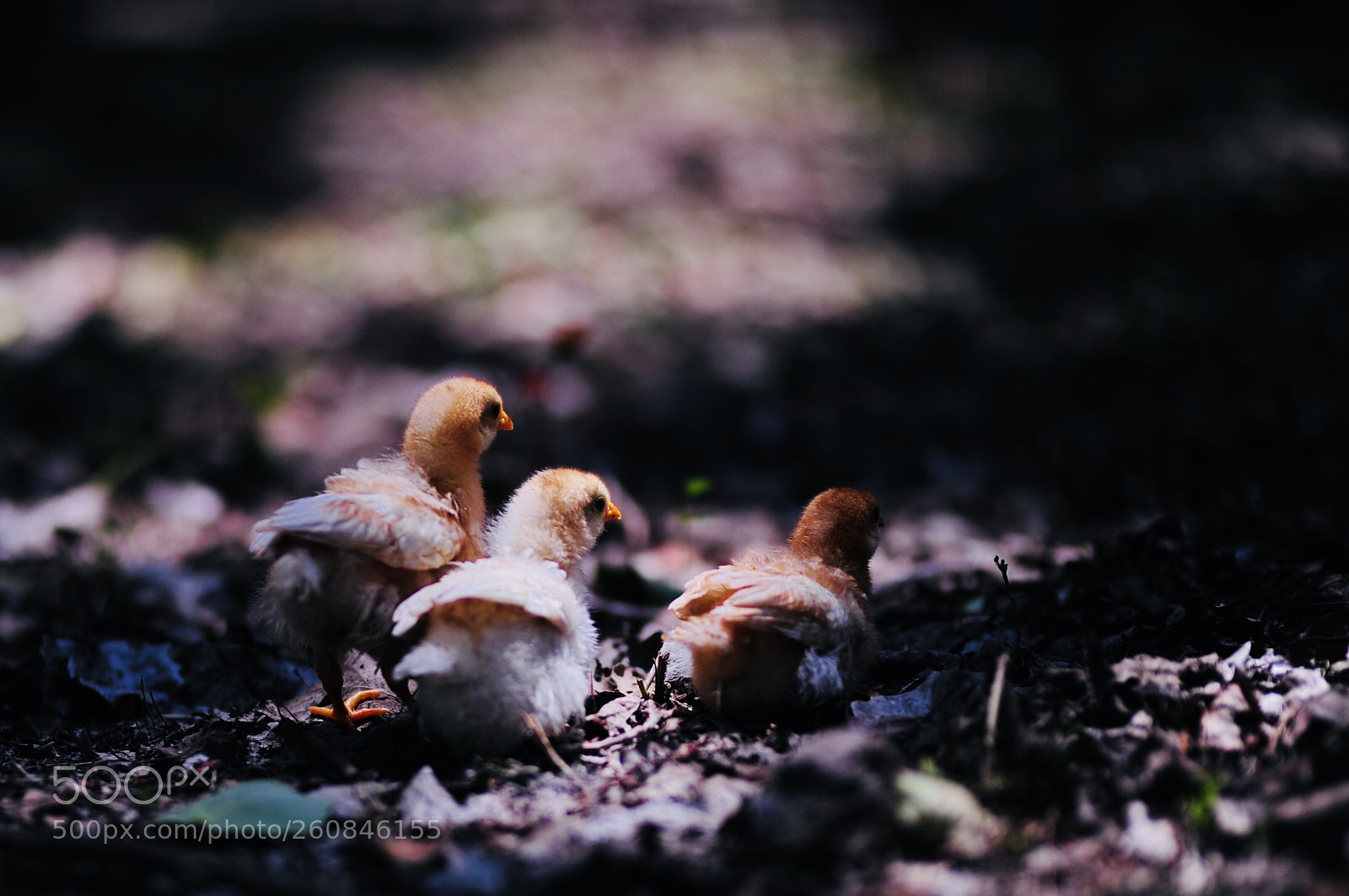 Nikon D700 sample photo. Untitled photography