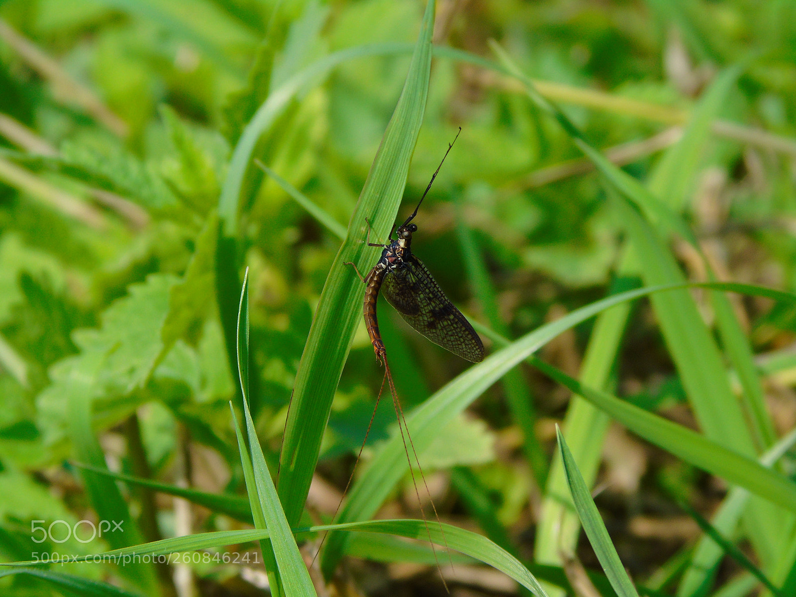 Sony Cyber-shot DSC-H400 sample photo. +++ photography