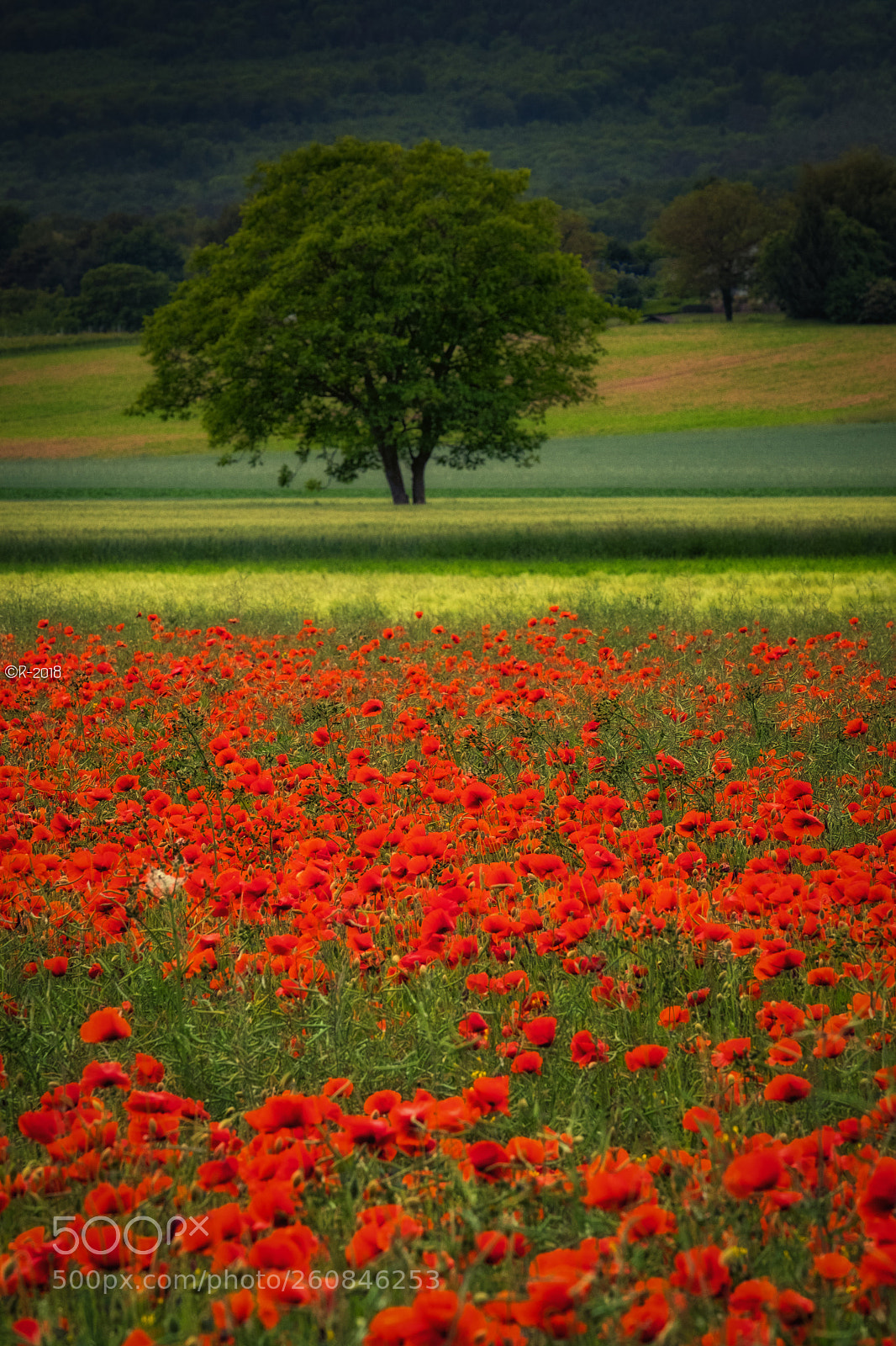 Fujifilm X-Pro2 sample photo. Red fields photography