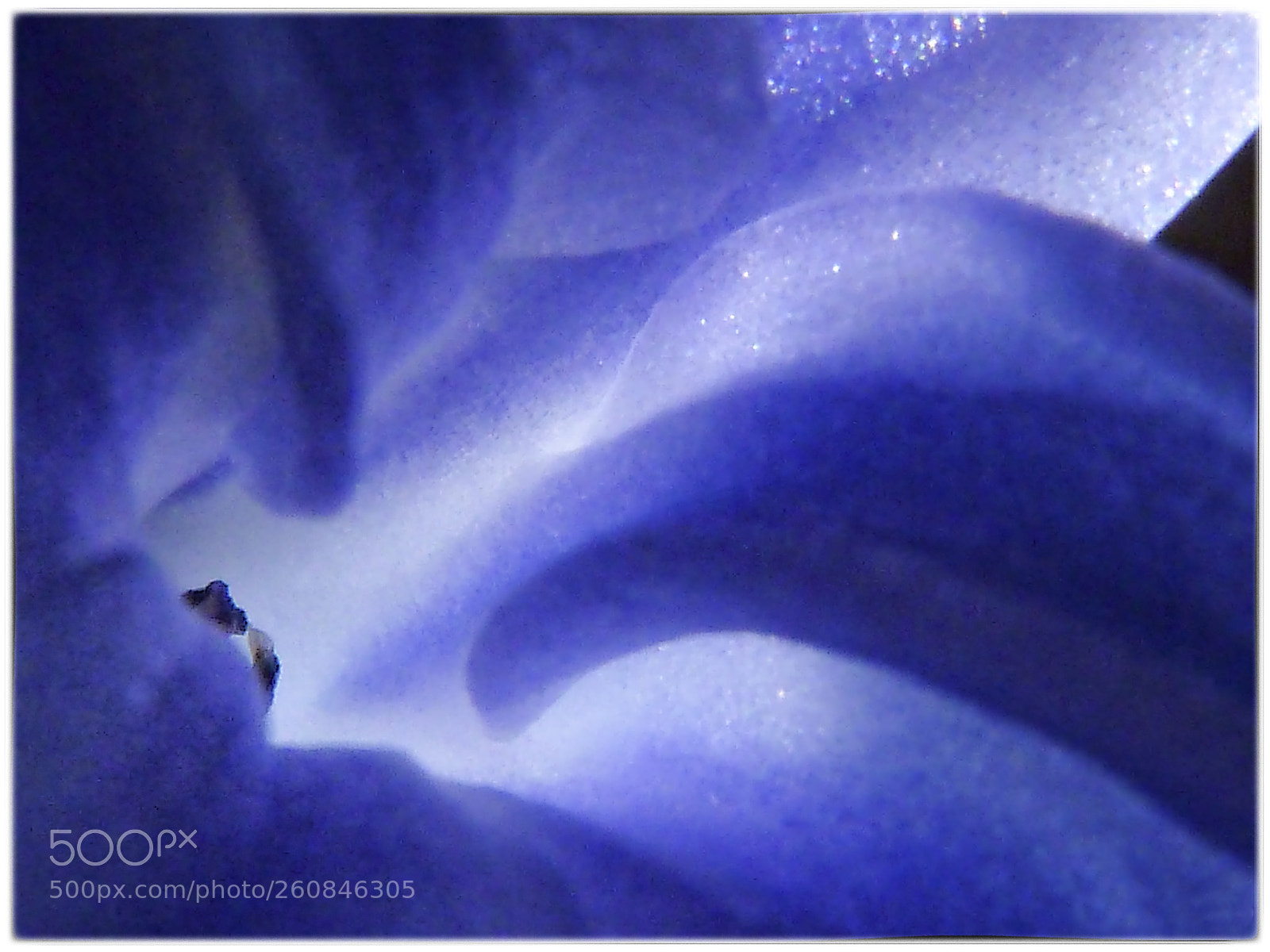 Panasonic Lumix DMC-ZS7 (Lumix DMC-TZ10) sample photo. Bluebell photography