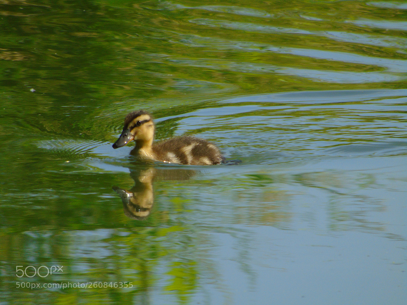 Sony Cyber-shot DSC-H400 sample photo. +++ photography