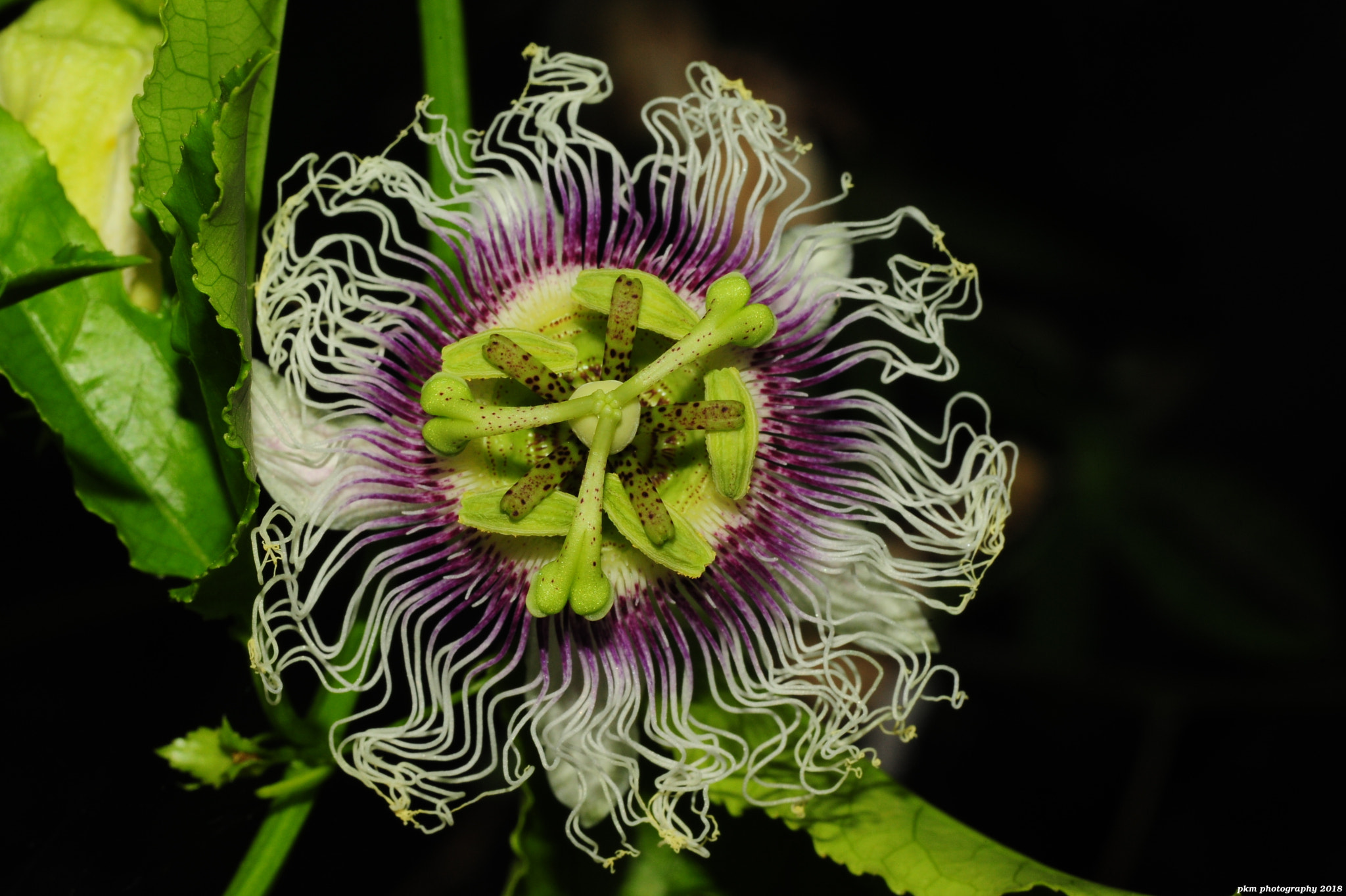 Nikon D700 sample photo. Passiflora edulis photography