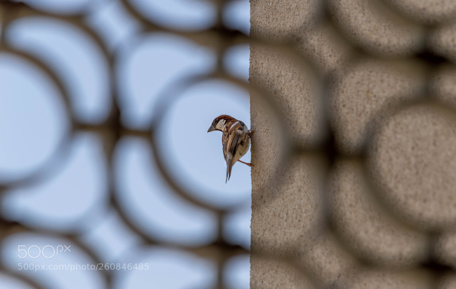 Nikon D3200 sample photo. Sparrow. photography