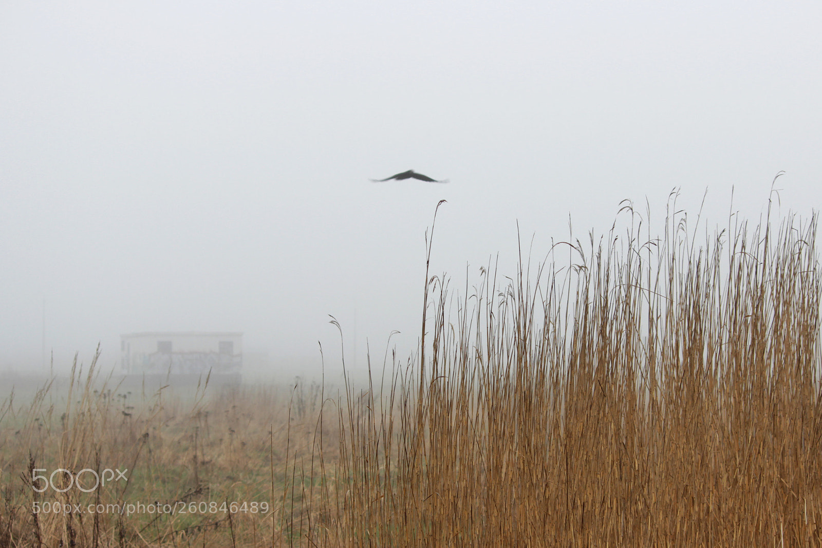 Canon EOS 600D (Rebel EOS T3i / EOS Kiss X5) sample photo. A lonely bird, house photography