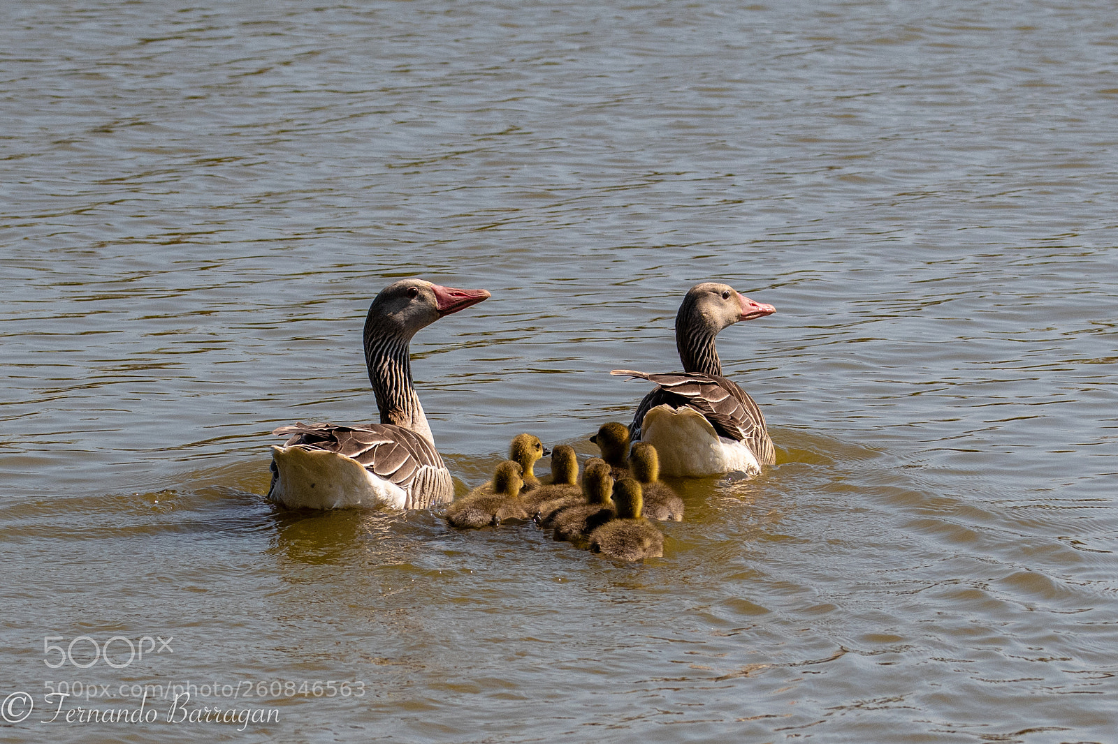 Nikon D500 sample photo. Familia ganso (de ) photography