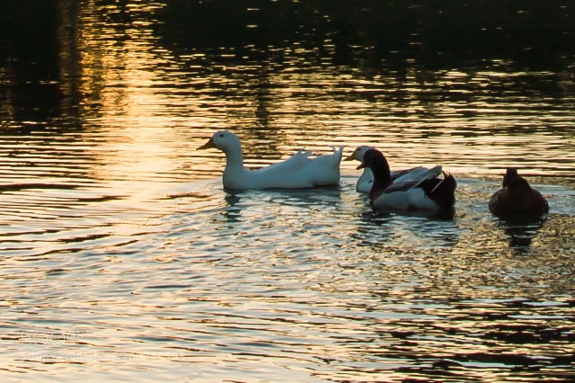 Nikon D3200 sample photo. Untitled photography