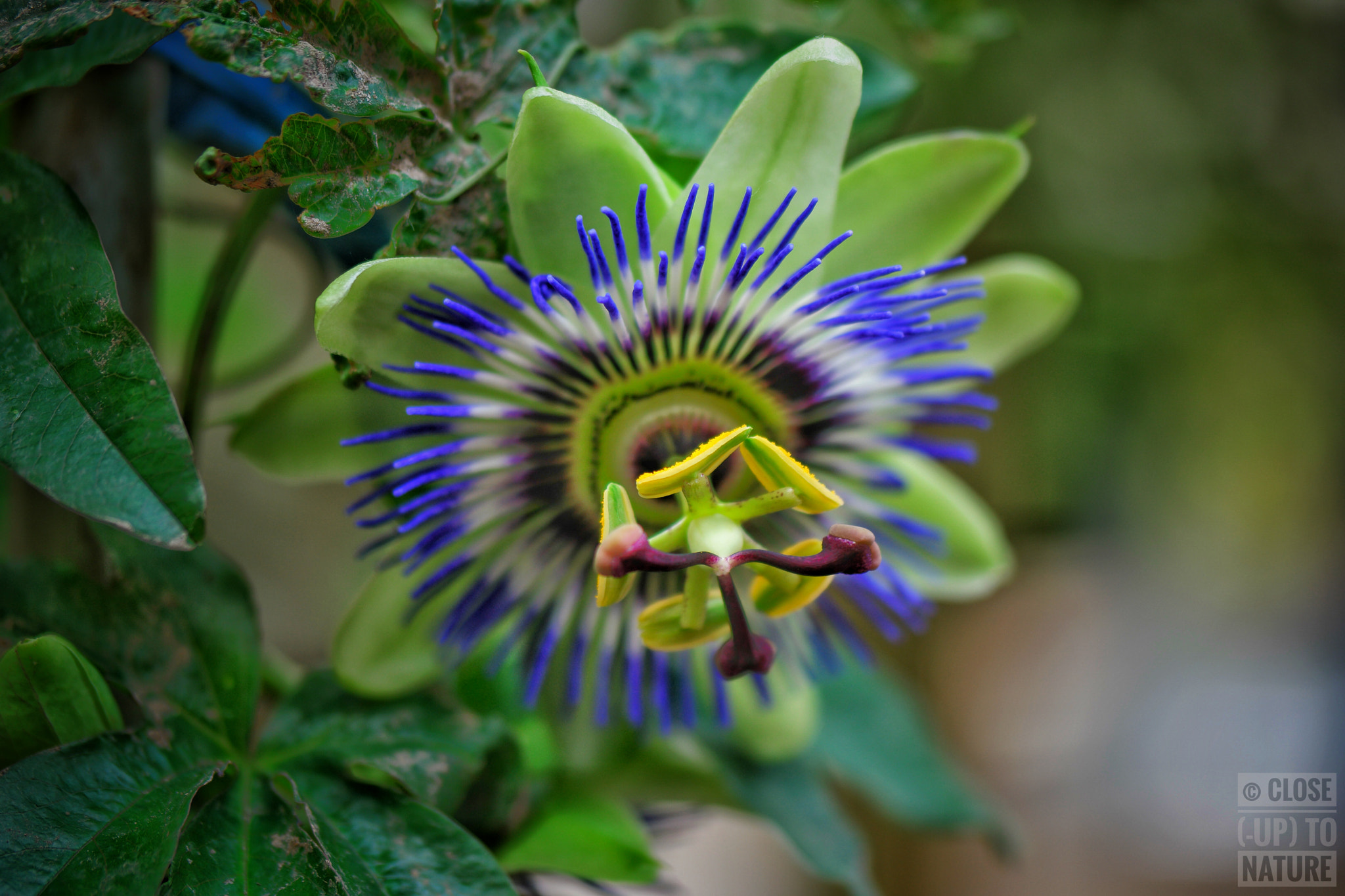 Samsung NX500 sample photo. Passiflora caerulea photography