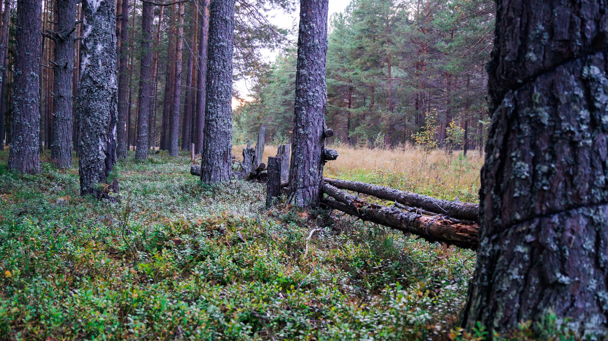 Sony SLT-A37 sample photo. в лесу photography