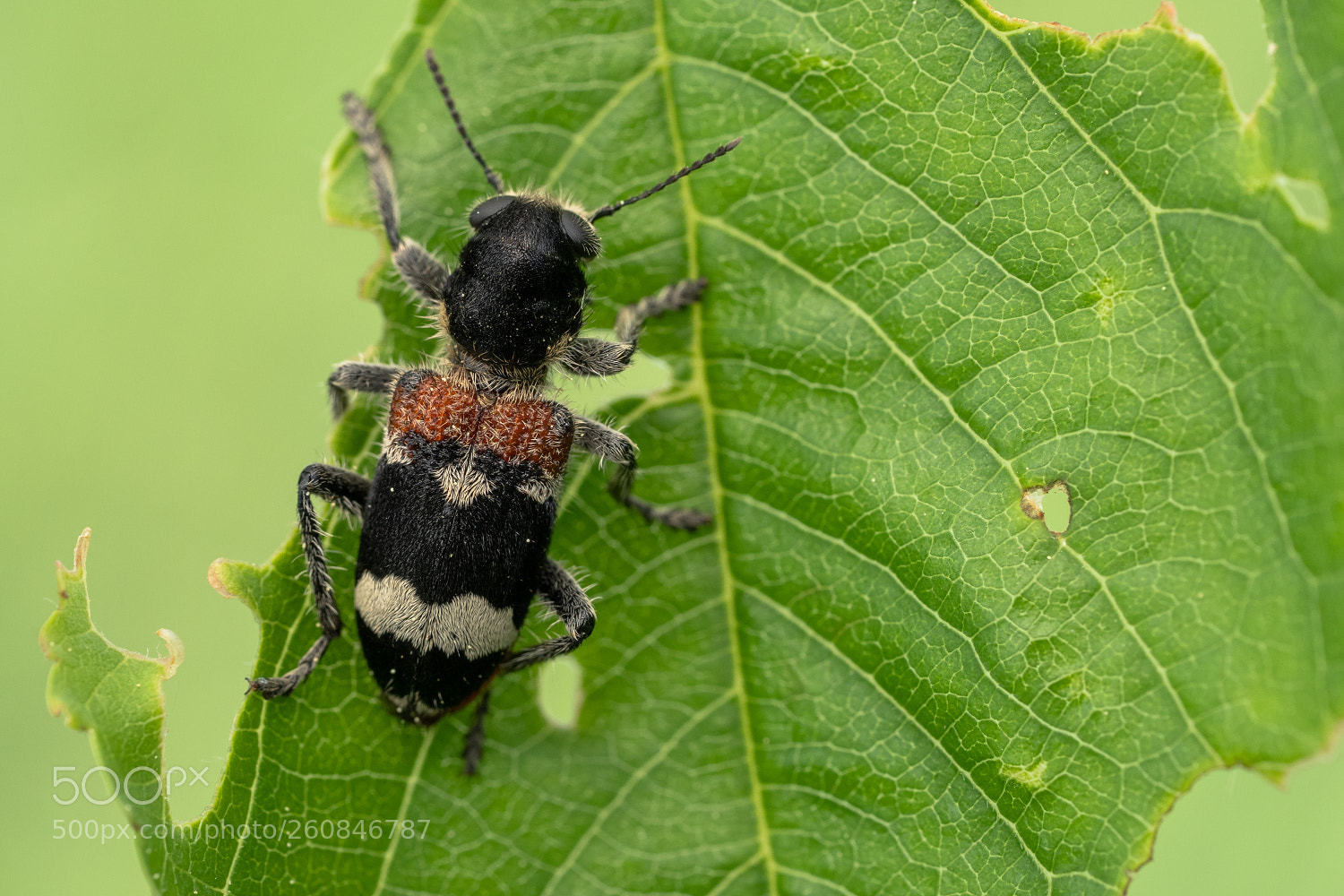Sony a7 III sample photo. Clerus mutillarius mutillarius photography