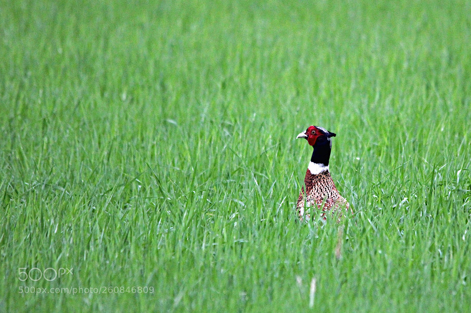 Canon EOS 550D (EOS Rebel T2i / EOS Kiss X4) sample photo. Common pheasant (phasianus colchicus) photography