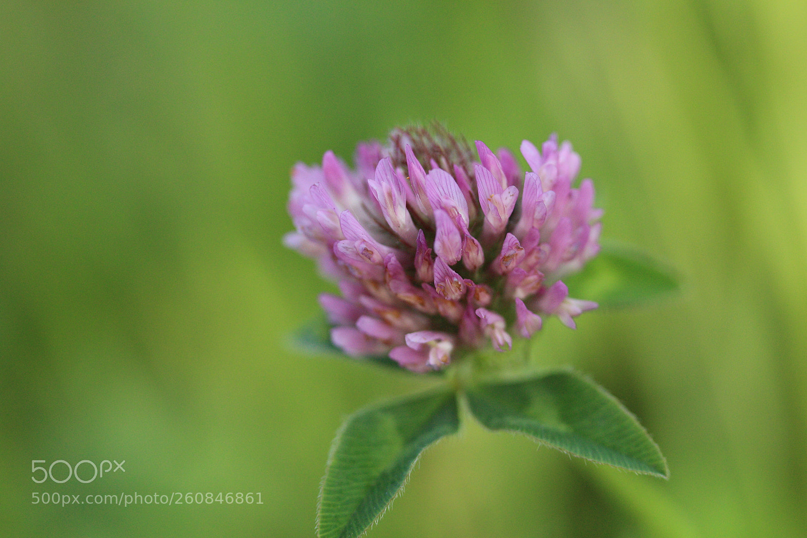 Canon EF-S 60mm F2.8 Macro USM sample photo. Roadside bloom photography