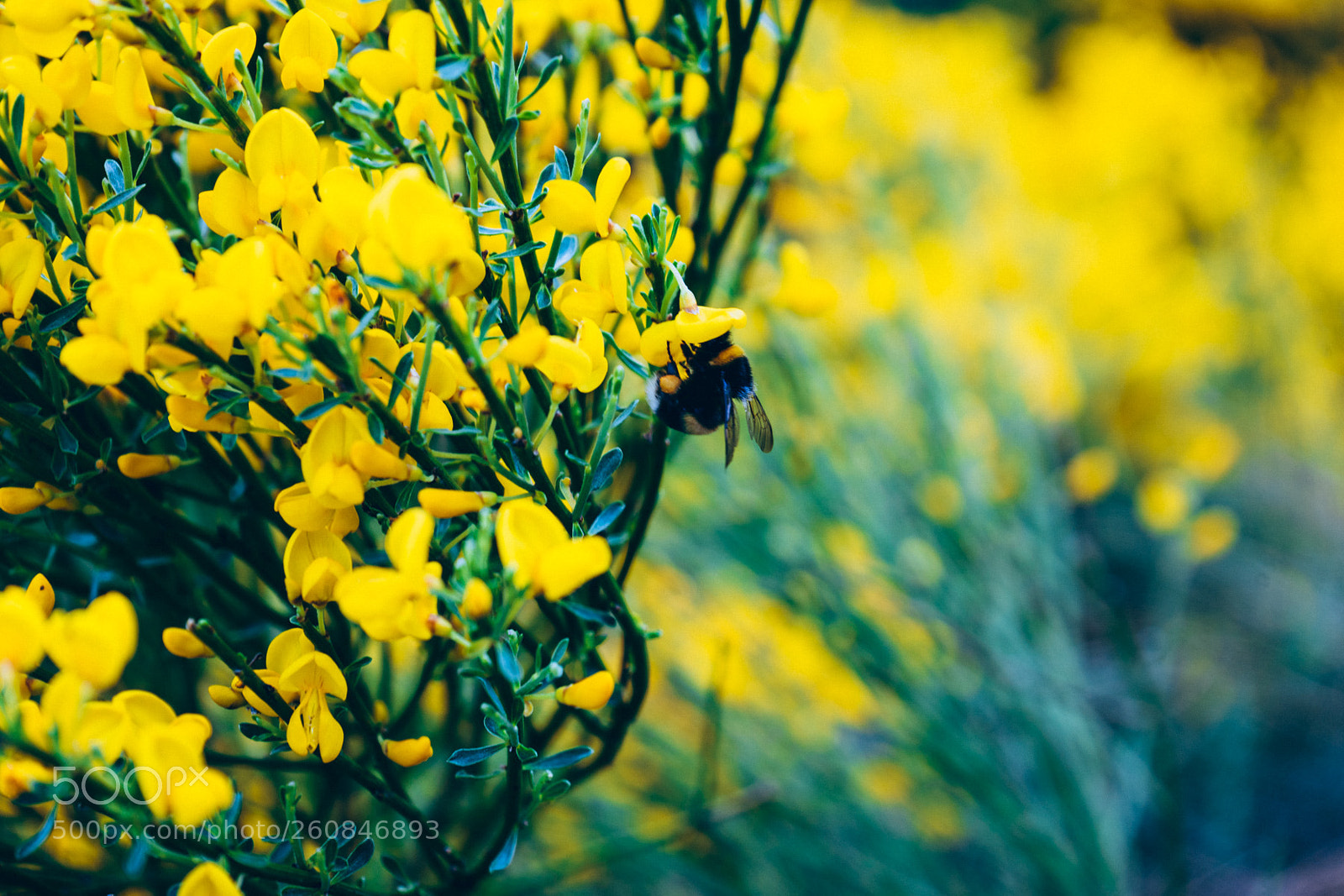 Sony a7 III sample photo. Bee an hero photography
