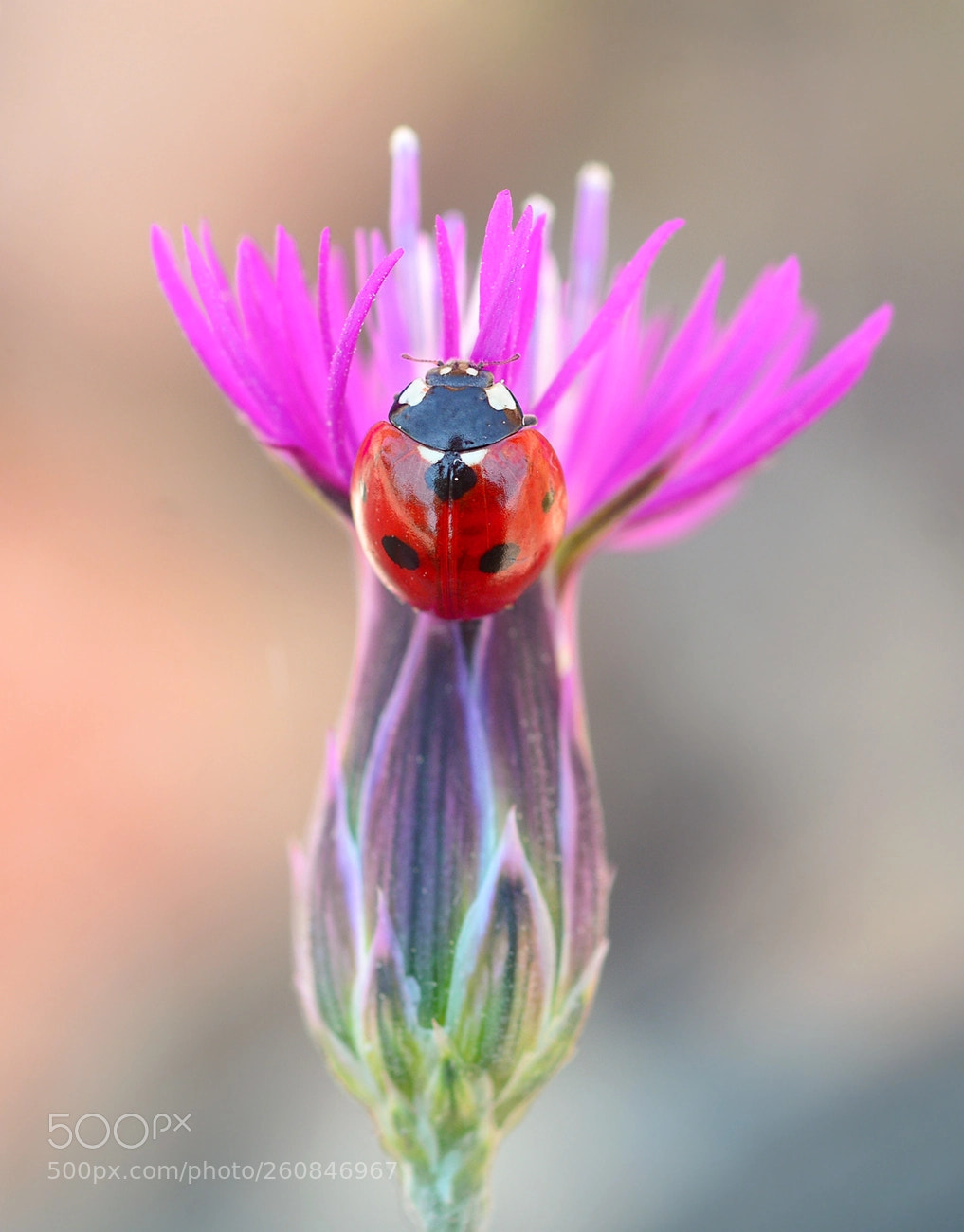 Nikon D7100 sample photo. Ladybug photography