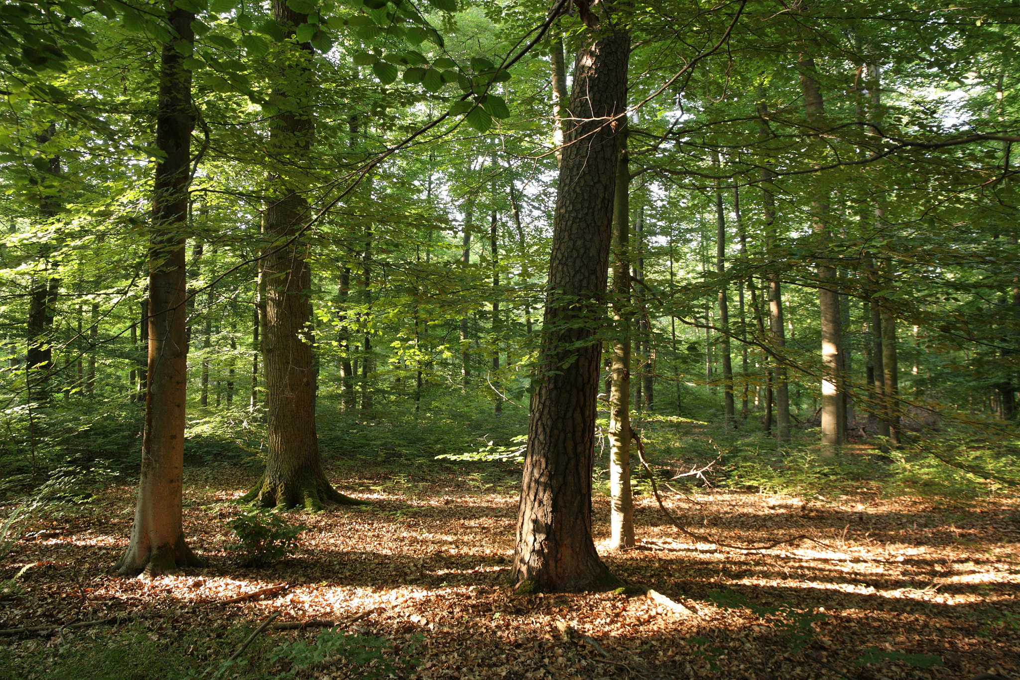 Canon EF 24-105mm F3.5-5.6 IS STM sample photo. Mixed forest photography