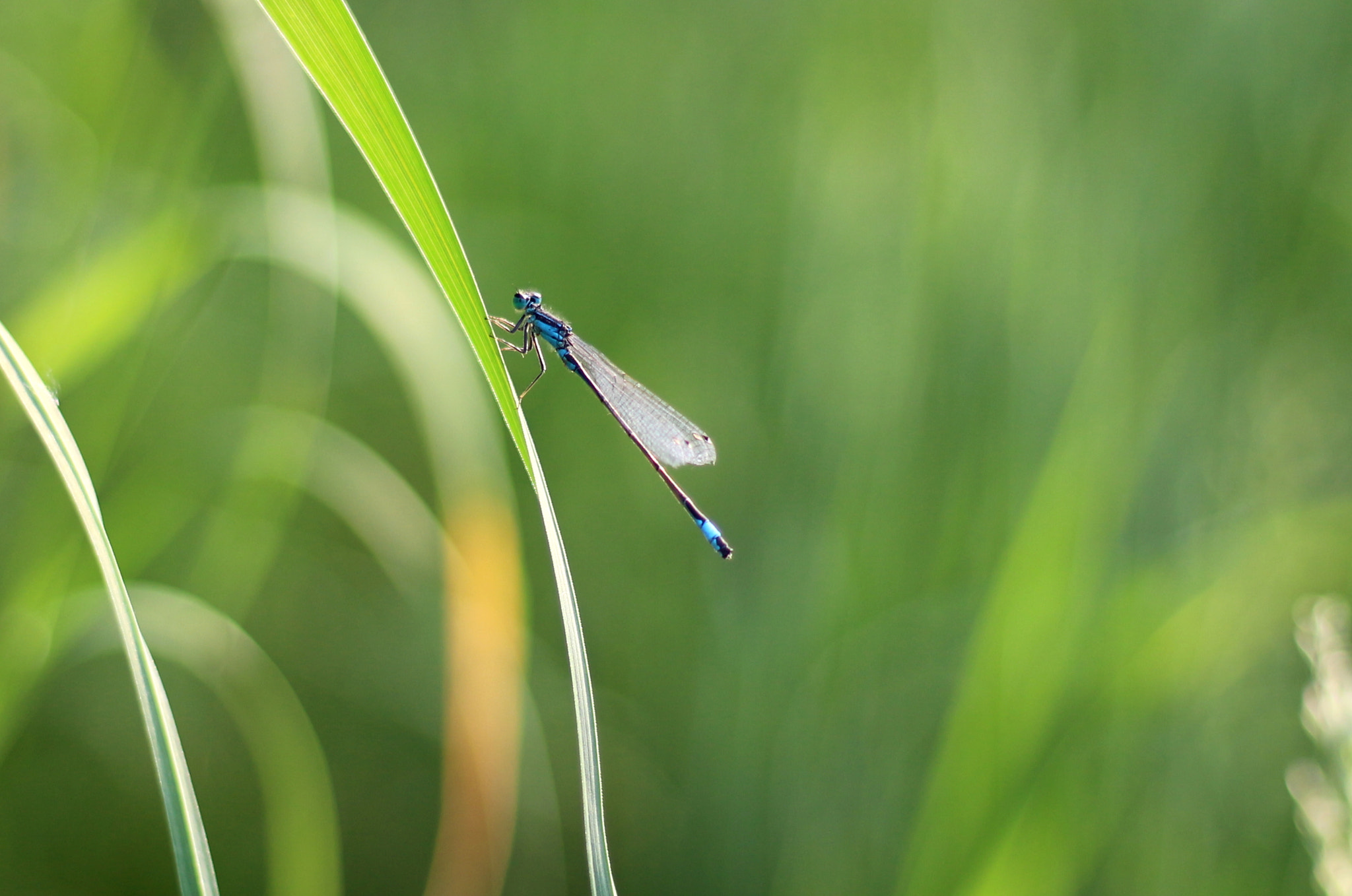 Canon EOS 100D (EOS Rebel SL1 / EOS Kiss X7) + Canon EF 50mm F1.8 STM sample photo. Dainty damselfly (coenagrio scitulum) #2 photography