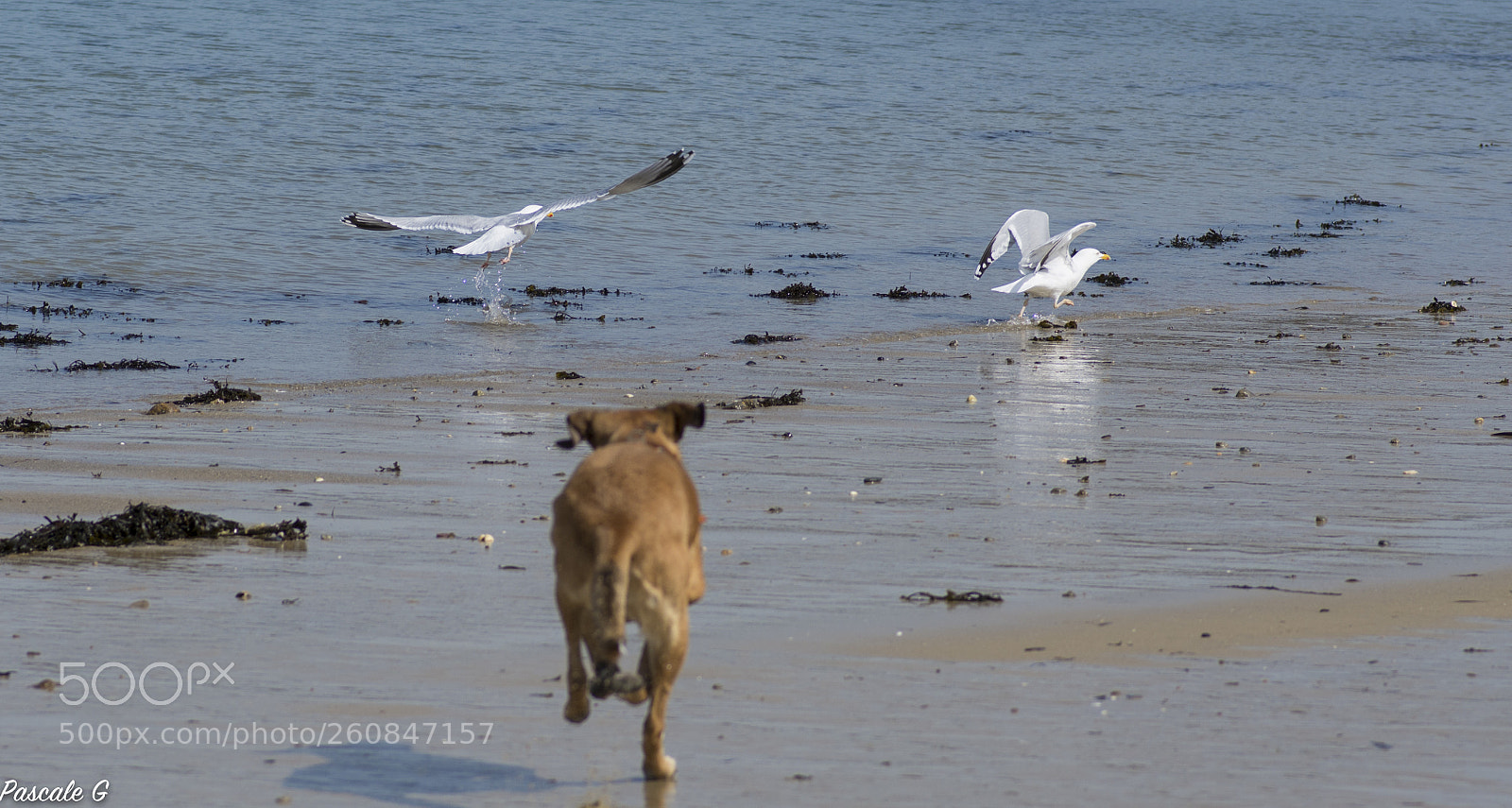 Nikon D7100 sample photo. Target the gulls la photography