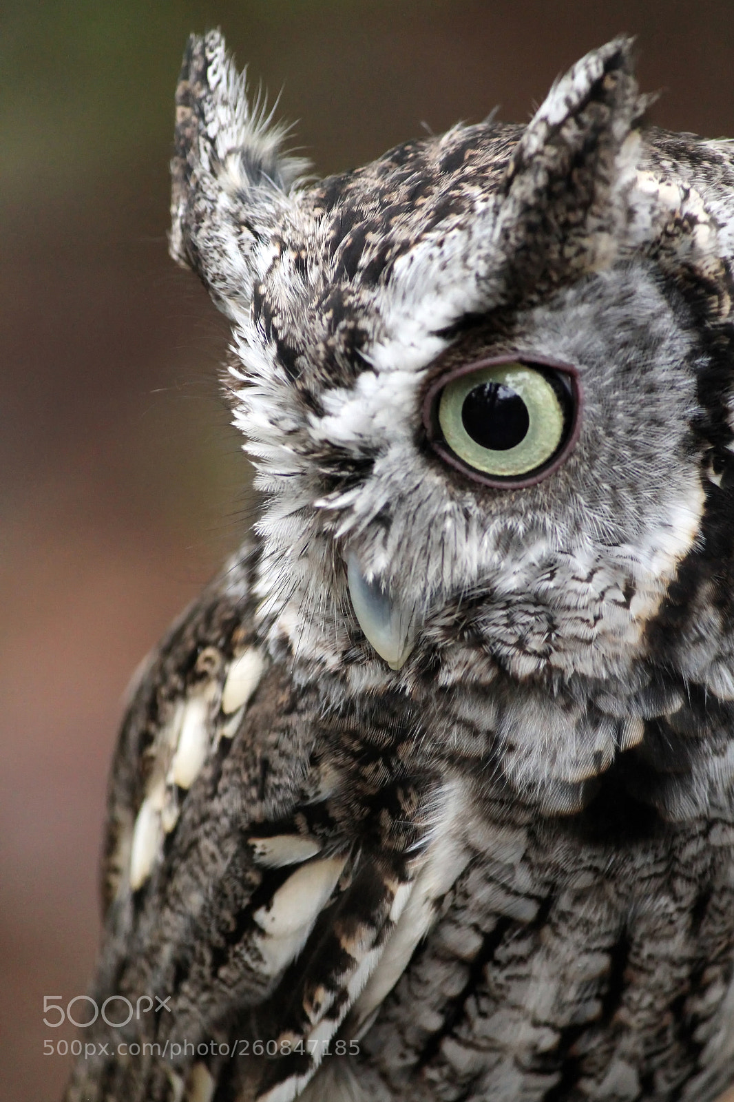 Canon EOS 7D sample photo. Screech owl 2 photography