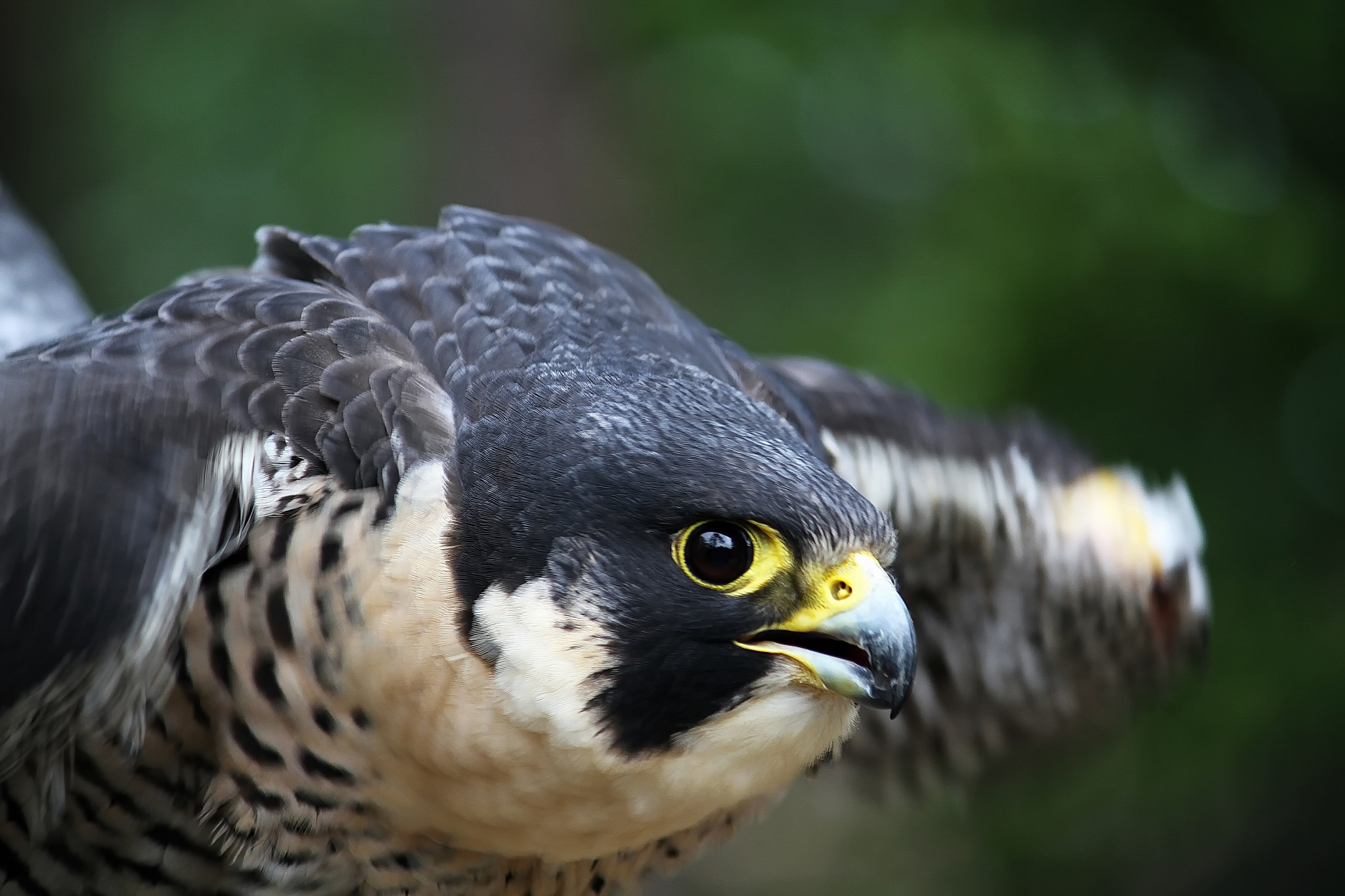Canon EOS 7D + Canon EF-S 55-250mm F4-5.6 IS II sample photo. Peregrine falcon 2 photography