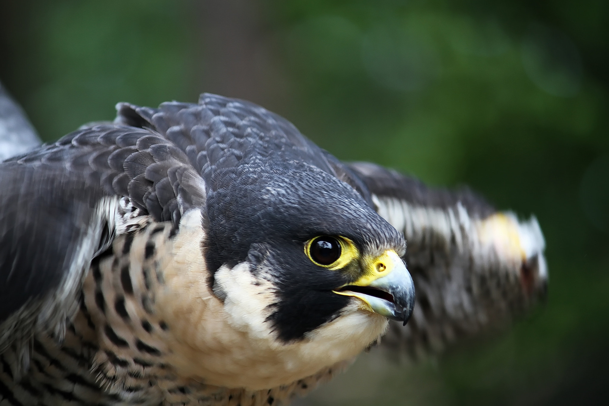 Canon EF-S 55-250mm F4-5.6 IS II sample photo. Peregrine falcon 2 photography
