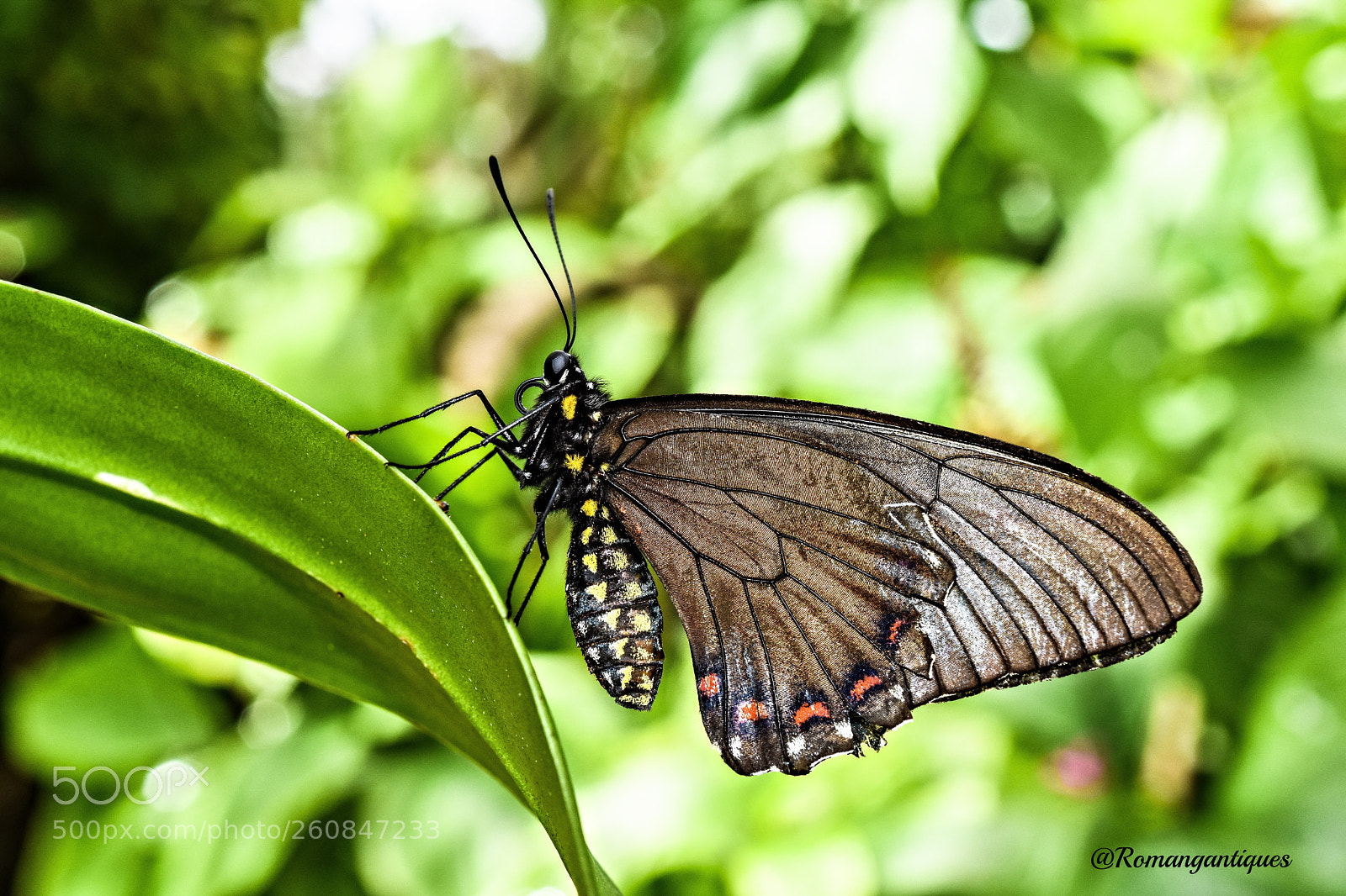 Nikon D7200 sample photo. Interesting butterfly - macro photography