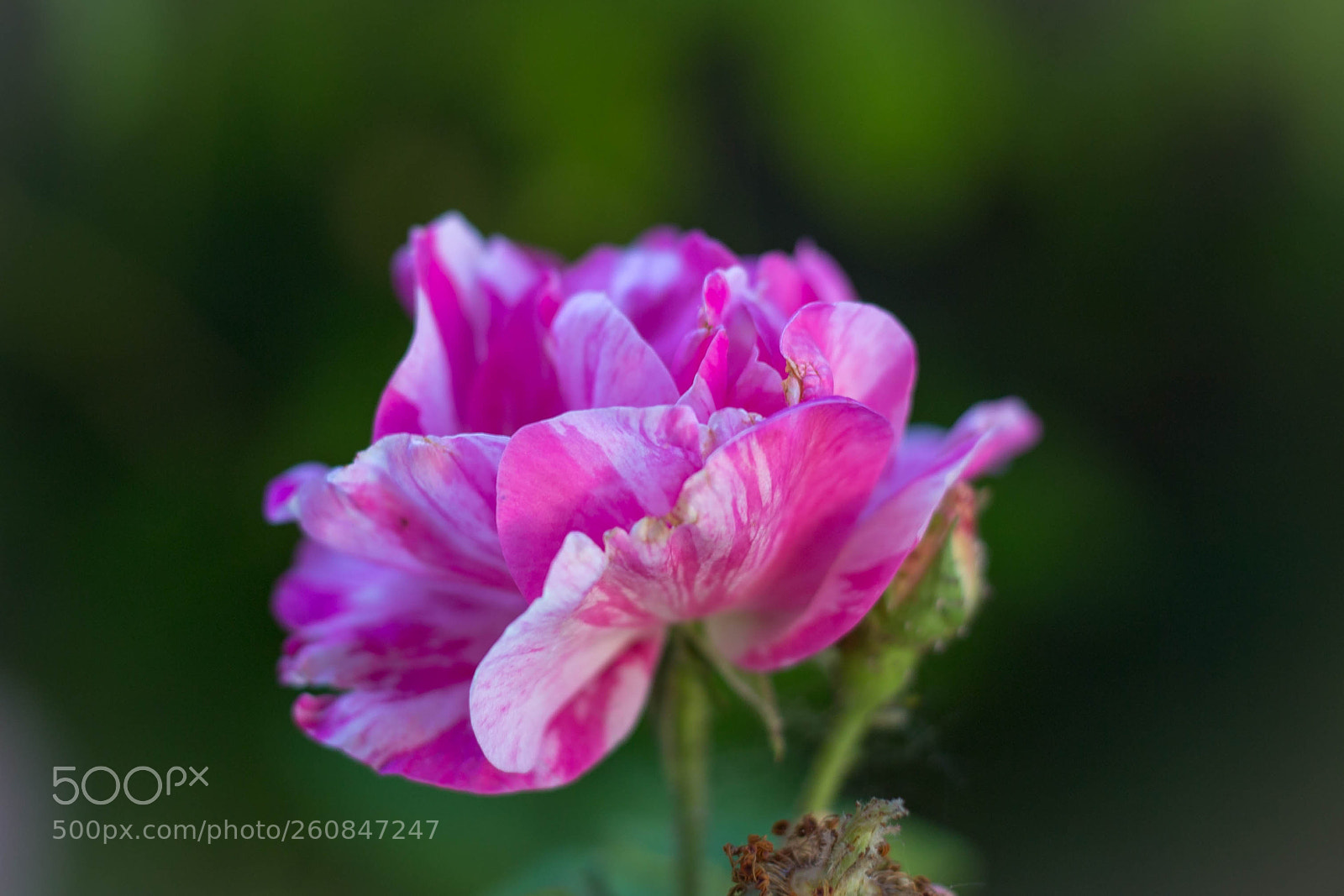 Canon EOS 6D sample photo. Pink white marbled photography
