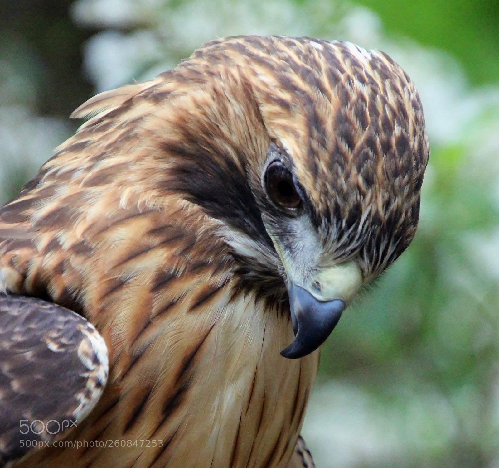 Canon EOS 700D (EOS Rebel T5i / EOS Kiss X7i) sample photo. Red tailed hawk photography