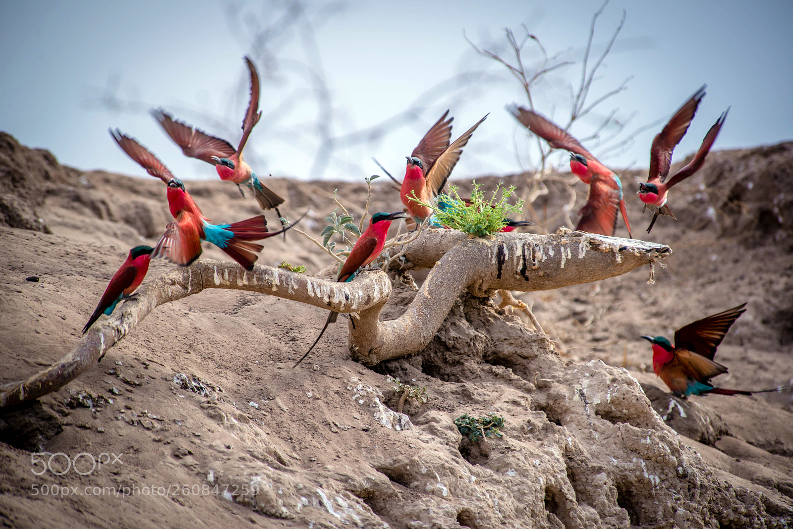 Nikon D600 sample photo. Take flight photography