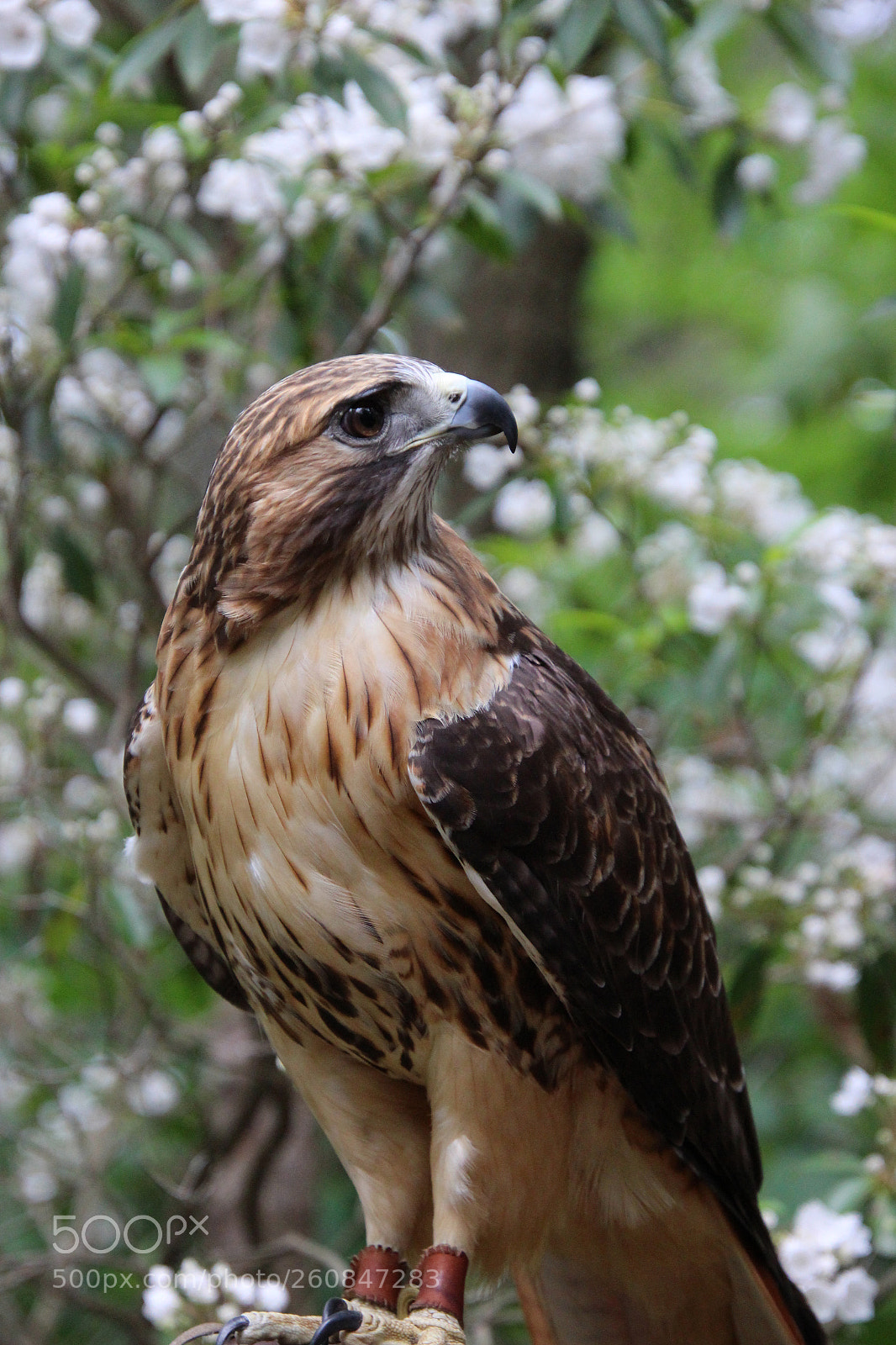 Canon EOS 700D (EOS Rebel T5i / EOS Kiss X7i) sample photo. Red tailed hawk 2 photography