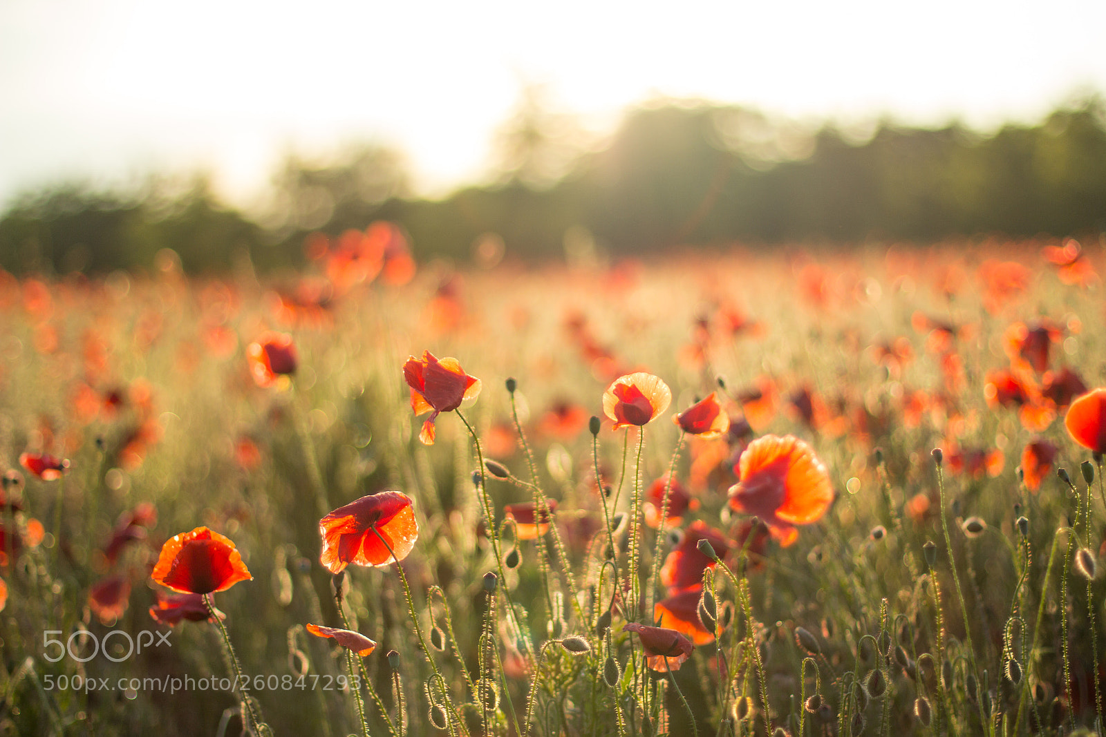 Canon EOS 60D sample photo. Poppy field photography