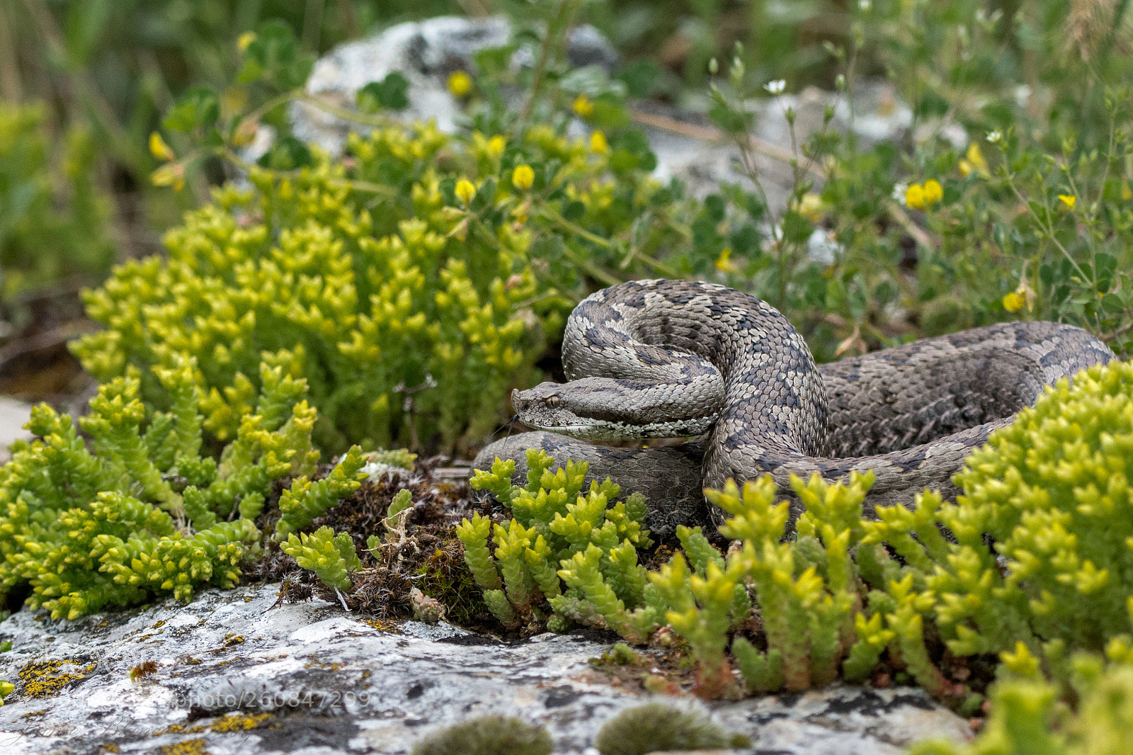 Nikon D7100 sample photo. Víbora hocicuda photography