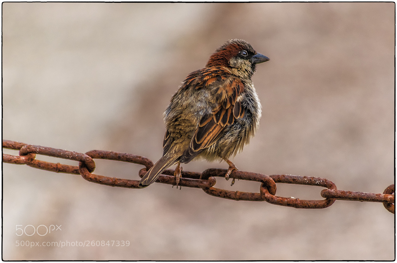 Nikon D850 sample photo. Sparrow photography